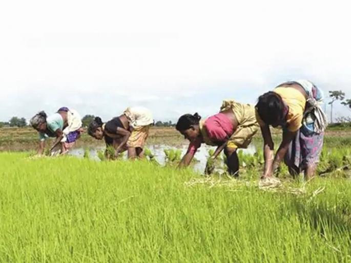 1,364 crore to ineligible farmers in PM-Kisan | पीएम-किसानमध्ये अपात्र शेतकऱ्यांना १,३६४ कोटी 1,364 crore to ineligible farmers in PM-Kisan | पीएम-किसानमध्ये अपात्र शेतकऱ्यांना १,३६४ कोटी