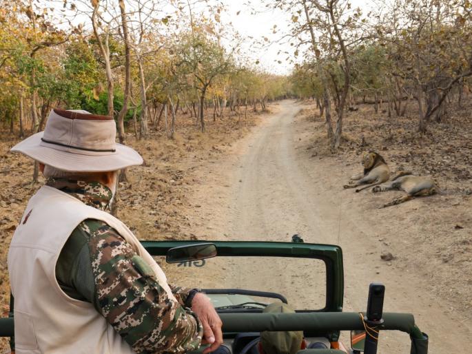 pm narendra modi captured photo the king of the jungle on camera in the gir forest | गीरच्या जंगलात पंतप्रधान नरेंद्र मोदी यांनी कॅमेऱ्यात टिपला जंगलाचा राजा pm narendra modi captured photo the king of the jungle on camera in the gir forest | गीरच्या जंगलात पंतप्रधान नरेंद्र मोदी यांनी कॅमेऱ्यात टिपला जंगलाचा राजा
