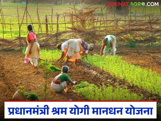 Latest news pm sym scheme providing monthly pension of Rs 3 thousand to farmers and workers | PM SYM Scheme : शेतकऱ्यांसह कामगारांना 'ही' योजना देतेय मासिक 3 हजार रुपयांची पेन्शन