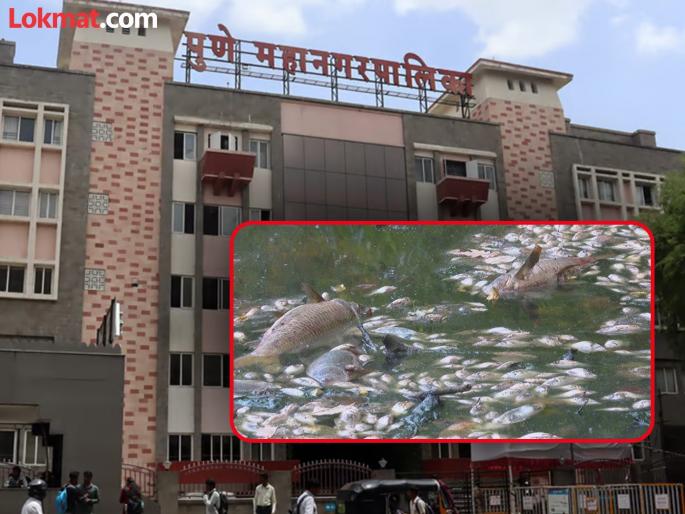 Dead fish carcasses in Mula Mutha Pollution Control Board issues notice to Pune Municipal Corporation | मुळा - मुठेत मृत माशांचा खच; प्रदूषण नियंत्रण मंडळाची पुणे महापालिकेला नोटीस Dead fish carcasses in Mula Mutha Pollution Control Board issues notice to Pune Municipal Corporation | मुळा - मुठेत मृत माशांचा खच; प्रदूषण नियंत्रण मंडळाची पुणे महापालिकेला नोटीस