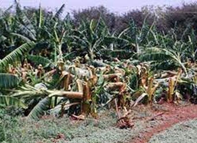 Pnachnama for the crop loss will be done by satellite | सॅटेलाईटद्वारे होणार नुकसानाचे पंचनामे  