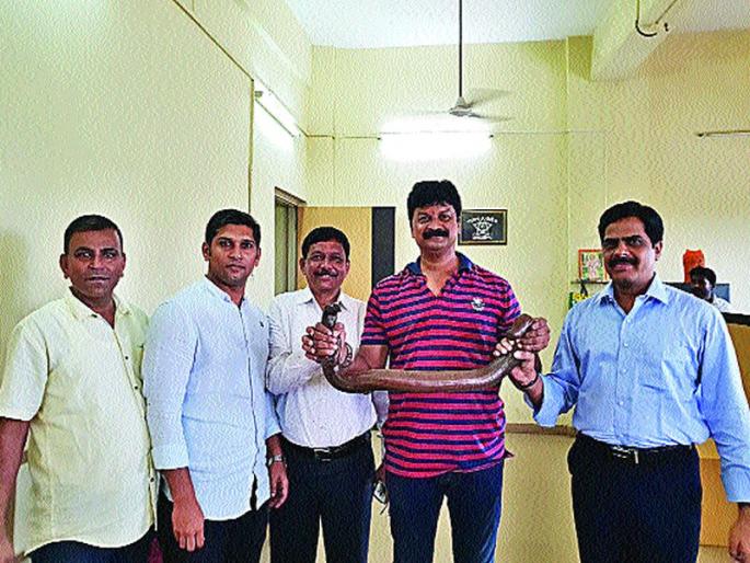Trafficking of Mandul snake in Panvel, three arrested | पनवेलमध्ये मांडूळ सापाची तस्करी, तिघांना अटक Trafficking of Mandul snake in Panvel, three arrested | पनवेलमध्ये मांडूळ सापाची तस्करी, तिघांना अटक