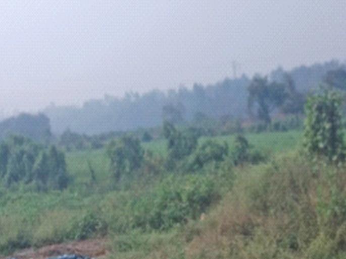 Prepare cereal crop in the fields; Situation in Nagothane taluka | शेतांमध्ये कडधान्य पीक तयार; नागोठणे तालुक्यातील स्थिती Prepare cereal crop in the fields; Situation in Nagothane taluka | शेतांमध्ये कडधान्य पीक तयार; नागोठणे तालुक्यातील स्थिती