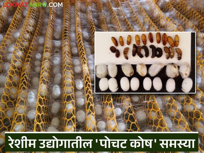 What causes the problems of hollow cocoon and non-spinning in the silk industry? What are the solutions? Read in detail | रेशीम उद्योगामध्ये पोचट कोष व नॉन स्पिनींग समस्या कशामुळे येतात? काय आहेत उपाय? वाचा सविस्तर