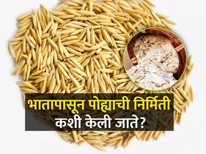This year the rice crop is good; Farmers prefer to make poha | यंदा भाताचे पीक उत्तम; शेतकऱ्यांकडून पोहे बनविण्यास पसंती This year the rice crop is good; Farmers prefer to make poha | यंदा भाताचे पीक उत्तम; शेतकऱ्यांकडून पोहे बनविण्यास पसंती