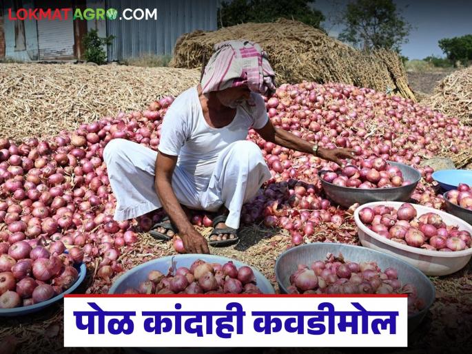 Latest News Five quintals of onion price of Rs 200 in yeola kanda market | पाच क्विंटल पोळ कांद्याला 200 रुपये भाव मिळाला, ते पैसेही वाहतुकीला गेले, सांगा कसं जगायचं? Latest News Five quintals of onion price of Rs 200 in yeola kanda market | पाच क्विंटल पोळ कांद्याला 200 रुपये भाव मिळाला, ते पैसेही वाहतुकीला गेले, सांगा कसं जगायचं?
