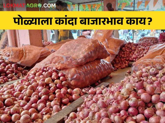 Latest News Kanda Bajarbhav onion market price on bail pola day in maharashtra,see details | Kanda Bajarbhav : बैलपोळ्याच्या दिवशी कांद्याला काय भाव मिळाला, वाचा आजचे बाजारभाव Latest News Kanda Bajarbhav onion market price on bail pola day in maharashtra,see details | Kanda Bajarbhav : बैलपोळ्याच्या दिवशी कांद्याला काय भाव मिळाला, वाचा आजचे बाजारभाव