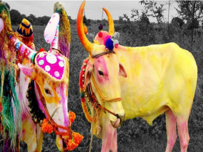 bhadrapadi bailpola festival celebrations tradition in Maharashtra | सर्जा राजाचा भाद्रपदी बैलपोळा ‘या’ भागात होतो साजरा bhadrapadi bailpola festival celebrations tradition in Maharashtra | सर्जा राजाचा भाद्रपदी बैलपोळा ‘या’ भागात होतो साजरा