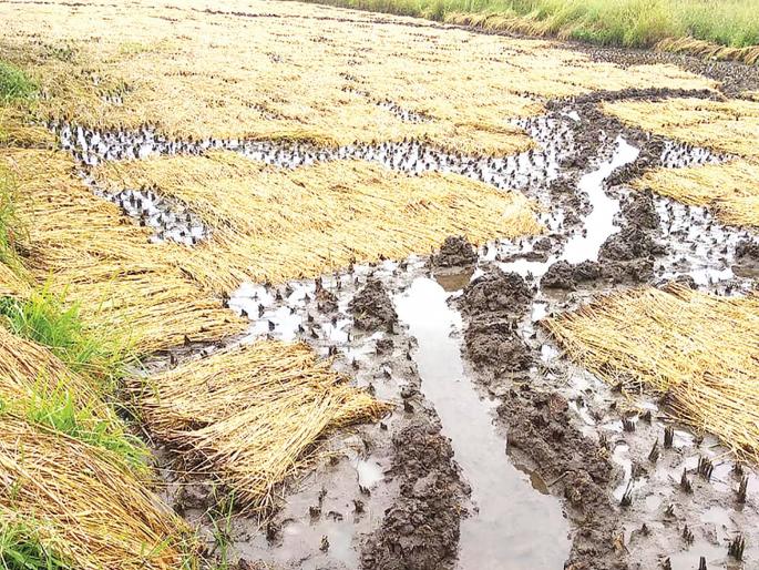 Damage of Rs | पोलादपूरमध्ये ८६ लाख १६ हजारांचे नुकसान Damage of Rs | पोलादपूरमध्ये ८६ लाख १६ हजारांचे नुकसान