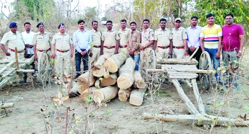 80 thousand illegal sewen seized | ८० हजारांचे अवैध सागवान जप्त