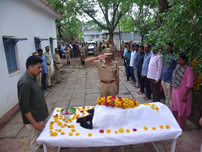 final salute to rio career | श्वान रिओच्या कारकिर्दीला अखेरचा सलाम final salute to rio career | श्वान रिओच्या कारकिर्दीला अखेरचा सलाम