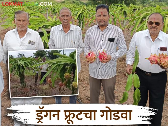 Dragon fruit farming flourished after retirement; Police uncle's financial upliftment through modern fruit farming | सेवानिवृत्तीनंतर फुलवली ड्रॅगन फ्रुटची शेती; पोलीस मामांची आधुनिक फळ शेतीतून आर्थिक उन्नती