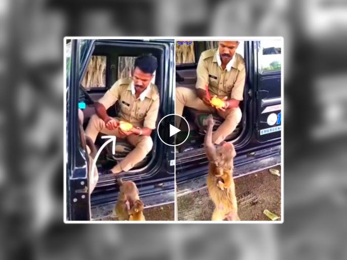 Police constable wins hearts after video of him feeding mango to monkey goes viral | Video: पोलीस आंबा खात असतानाच माकडाने कारजवळ लावली हजेरी अन्...