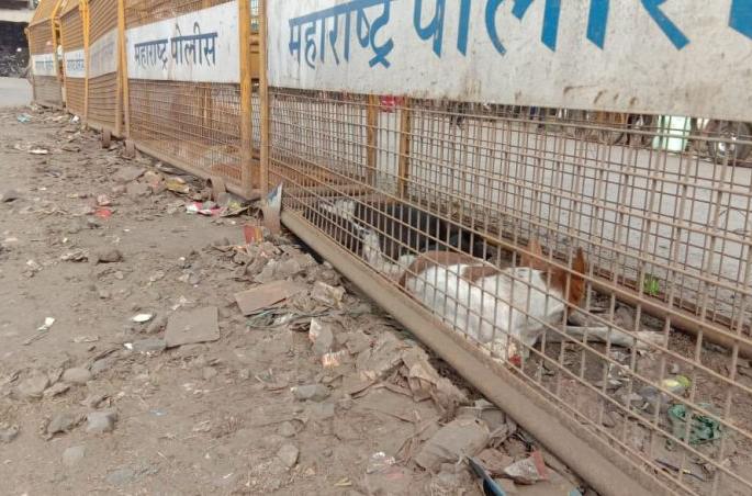 Police barricades become a shelter for dogs in Akot! | अकोटात पोलिसांचे बॅरिकेड्स बनले मोकाट श्वानांसाठी विश्रांतीस्थळ! Police barricades become a shelter for dogs in Akot! | अकोटात पोलिसांचे बॅरिकेड्स बनले मोकाट श्वानांसाठी विश्रांतीस्थळ!
