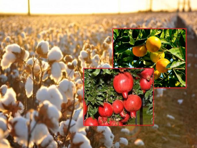 Planted Cotton and Insured Mosambi, Pomegranate; About 4 thousand farmers exposed | लावला कापूस अन् विमा उतरवला मोसंबी, डाळिंबाचा; तब्बल ४ हजार शेतकऱ्यांचा कारनामा उघड Planted Cotton and Insured Mosambi, Pomegranate; About 4 thousand farmers exposed | लावला कापूस अन् विमा उतरवला मोसंबी, डाळिंबाचा; तब्बल ४ हजार शेतकऱ्यांचा कारनामा उघड