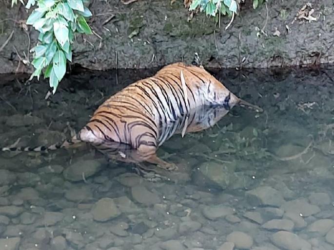 a tigress found dead in a drain near Hingna | हिंगण्याजवळ नाल्यात आढळले वाघिणीचे शव, श्वसनक्रिया बंद पडल्याचा अंदाज a tigress found dead in a drain near Hingna | हिंगण्याजवळ नाल्यात आढळले वाघिणीचे शव, श्वसनक्रिया बंद पडल्याचा अंदाज