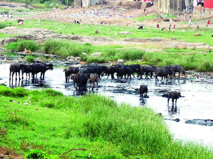 Due to the ignorance of the corporation, the 'Kamwari' pollution | पालिकेच्या दुर्लक्षामुळे ‘कामवारी’ प्रदूषणाच्या विळख्यात