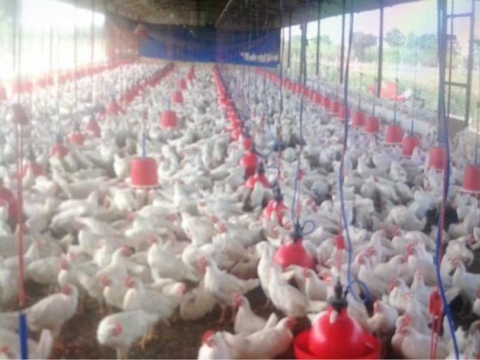 Bird flu infects birds, hits poultry farms! | बर्ड फ्लूची लागण पक्ष्यांना, फटका पोल्ट्री फार्मला! Bird flu infects birds, hits poultry farms! | बर्ड फ्लूची लागण पक्ष्यांना, फटका पोल्ट्री फार्मला!