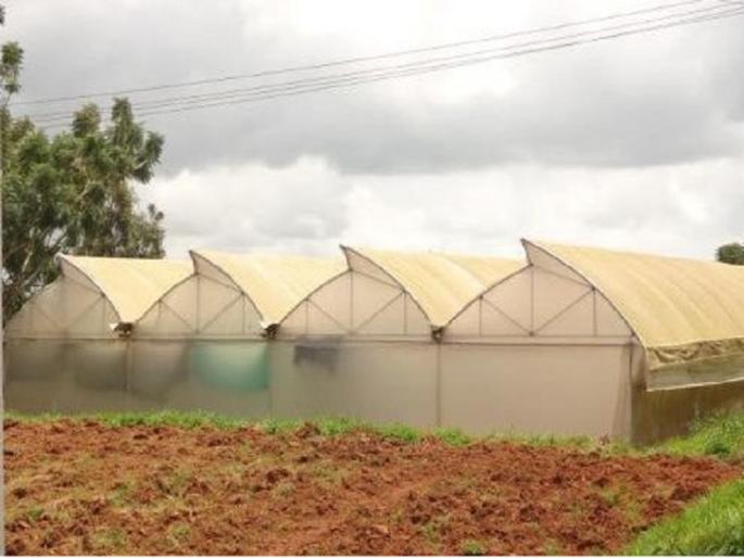 My Agriculture Scheme : Subsidy Scheme for Building Polyhouse | माझी कृषी योजना : पॉलीहाऊस उभारण्यासाठी अनुदान योजना