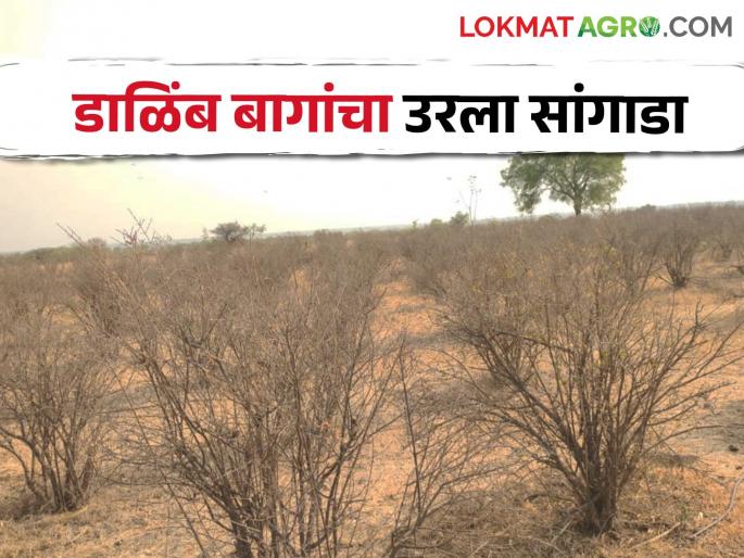 drought update; Pomegranate orchards destroyed by water shortage, loss of lakhs rupees | झळा दुष्काळाच्या; डाळिंब बागांचा खराटा, लाखो रुपयांचा फटका drought update; Pomegranate orchards destroyed by water shortage, loss of lakhs rupees | झळा दुष्काळाच्या; डाळिंब बागांचा खराटा, लाखो रुपयांचा फटका