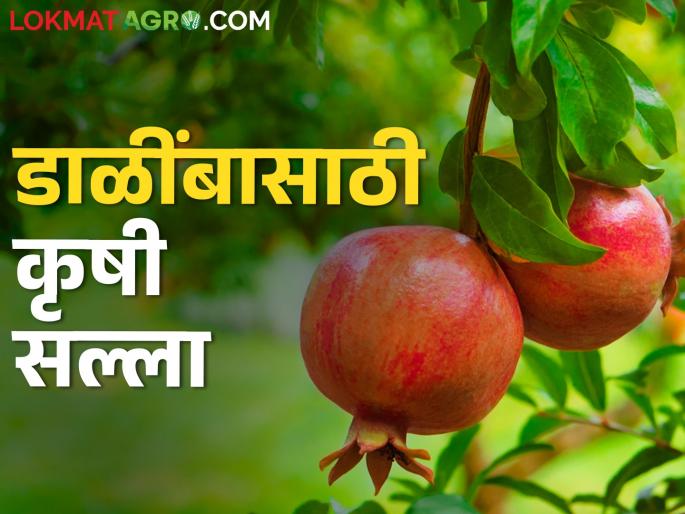 latest News temperature rises, take care of pomegranate crop, read in detail | तापमान वाढतयं, अशी घ्या डाळिंब पिकाची काळजी, वाचा सविस्तर