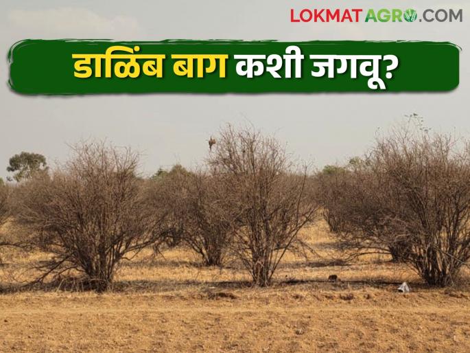 Hundreds of acres of pomegranate orchards in Mana on saline | माणमधील शेकडो एकर डाळिंब बागा सलाईनवर Hundreds of acres of pomegranate orchards in Mana on saline | माणमधील शेकडो एकर डाळिंब बागा सलाईनवर