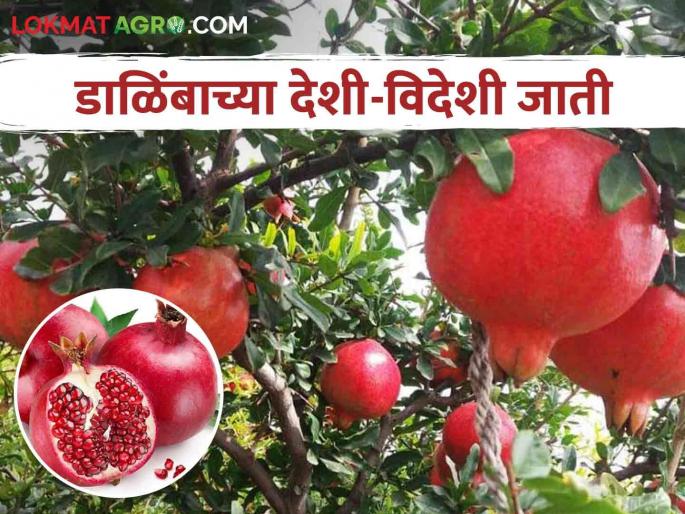 Pomegranate Variety: Planting Pomegranate.. Which variety to choose? | Pomegranate Variety डाळिंब लागवड करताय.. कोणती जात निवडाल? Pomegranate Variety: Planting Pomegranate.. Which variety to choose? | Pomegranate Variety डाळिंब लागवड करताय.. कोणती जात निवडाल?