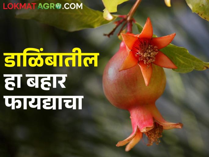 In which bahar will get more benefit in pomegranate; How is the bahar schedule? | डाळिंबात कोणत्या बहारात मिळेल जास्त फायदा; कसे असते बहाराचे वेळापत्रक In which bahar will get more benefit in pomegranate; How is the bahar schedule? | डाळिंबात कोणत्या बहारात मिळेल जास्त फायदा; कसे असते बहाराचे वेळापत्रक
