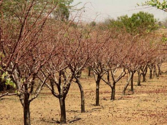 Two hundred hectares of pomegranate grapes are made in Beed; The same situation in banana, mango garden | बीडमध्ये दोनशे हेक्टरवरील डाळिंबाच्या बागा वाळल्या; केळी, आंब्याच्या बागांत तीच परिस्थिती Two hundred hectares of pomegranate grapes are made in Beed; The same situation in banana, mango garden | बीडमध्ये दोनशे हेक्टरवरील डाळिंबाच्या बागा वाळल्या; केळी, आंब्याच्या बागांत तीच परिस्थिती