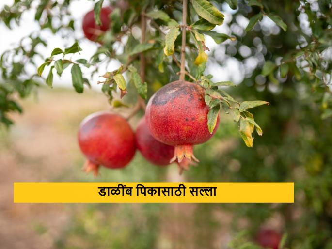 Latest News How to protect pomegranate crop in rising temperature see details | कृषी सल्ला : वाढत्या तापमानात डाळींब पिकाचे संरक्षण कसे कराल? हे उपाय कराच  Latest News How to protect pomegranate crop in rising temperature see details | कृषी सल्ला : वाढत्या तापमानात डाळींब पिकाचे संरक्षण कसे कराल? हे उपाय कराच
