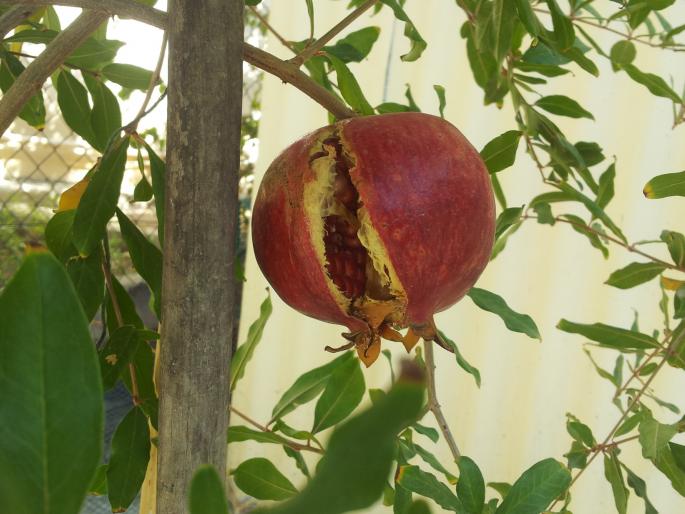 Harvesting of pomegranate gardens at hailstorm at Gulwanch | गुळवंच येथे गारपीटीने डाळिंब बागाचे नुकसान Harvesting of pomegranate gardens at hailstorm at Gulwanch | गुळवंच येथे गारपीटीने डाळिंब बागाचे नुकसान