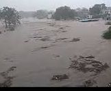 Bulls burst into flames | पुरात वाहून बैल दगावला Bulls burst into flames | पुरात वाहून बैल दगावला