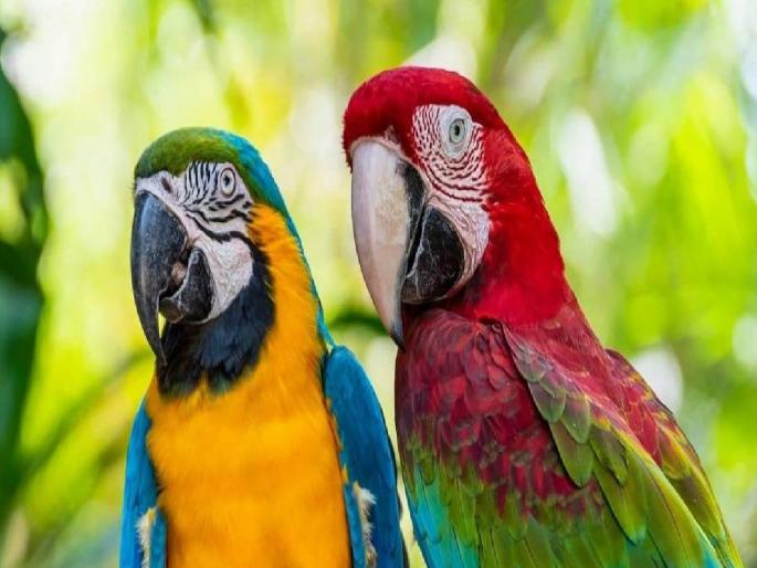 Two parrots worth Rs 15 lakh stolen; A police team was dispatched to find out | 15 लाख रुपयांचे दोन पोपट चोरीला; शोधण्यासाठी पोलिसांचे पथक रवाना Two parrots worth Rs 15 lakh stolen; A police team was dispatched to find out | 15 लाख रुपयांचे दोन पोपट चोरीला; शोधण्यासाठी पोलिसांचे पथक रवाना