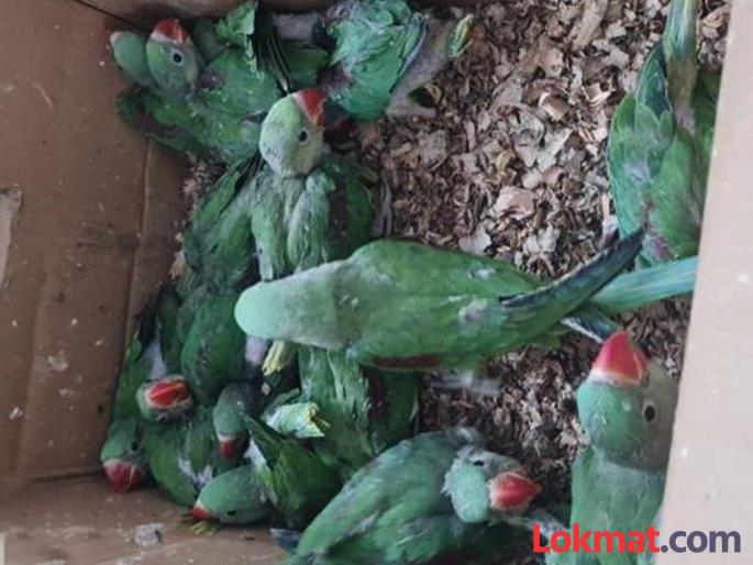 Forest department takes major action; smuggling of mountain parrots, two remanded in custody | वन विभागाची मोठी कारवाई; पहाडी पोपटांची तस्करी, दोघांना कोठडी Forest department takes major action; smuggling of mountain parrots, two remanded in custody | वन विभागाची मोठी कारवाई; पहाडी पोपटांची तस्करी, दोघांना कोठडी
