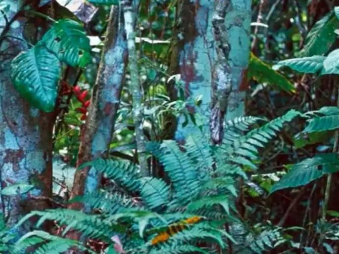 find parrot in this photo optical illusion | Optical Illusion: किती तीक्ष्ण आहे तुमची नजर? फोटोतला पोपट शोधा मगच कळेल find parrot in this photo optical illusion | Optical Illusion: किती तीक्ष्ण आहे तुमची नजर? फोटोतला पोपट शोधा मगच कळेल