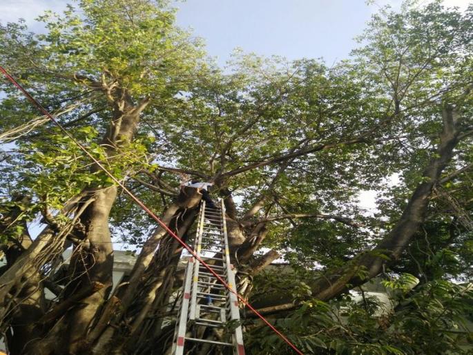 Fire brigade rescued parrot in pune | VIDEO- अन् ‘त्याने’ पंख फडफडवताच झाला टाळ्यांचा गजर Fire brigade rescued parrot in pune | VIDEO- अन् ‘त्याने’ पंख फडफडवताच झाला टाळ्यांचा गजर