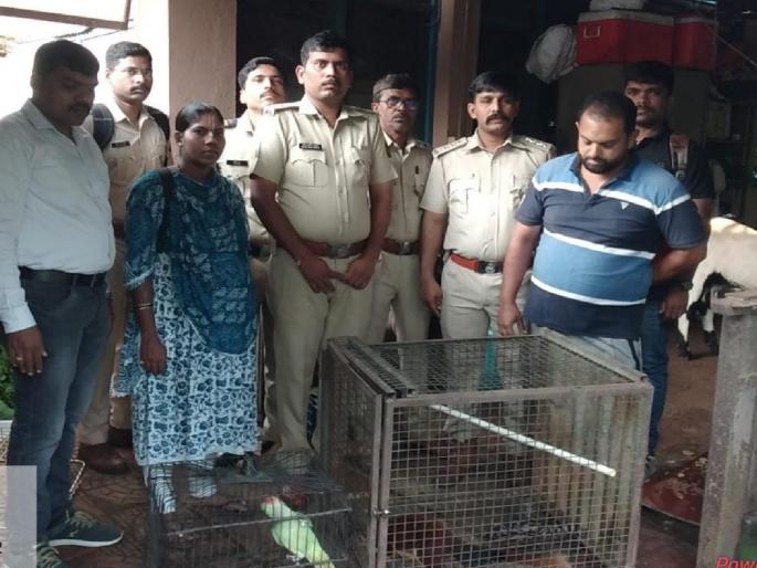 Parrots, rabbits kept in closed cages at home; The Forest Department has detained one in Sawantwadi | पोपट, शेकरू घरात बंद पिंजऱ्यात ठेवले; वन विभागाने सावंतवाडीत एकास घेतले ताब्यात Parrots, rabbits kept in closed cages at home; The Forest Department has detained one in Sawantwadi | पोपट, शेकरू घरात बंद पिंजऱ्यात ठेवले; वन विभागाने सावंतवाडीत एकास घेतले ताब्यात