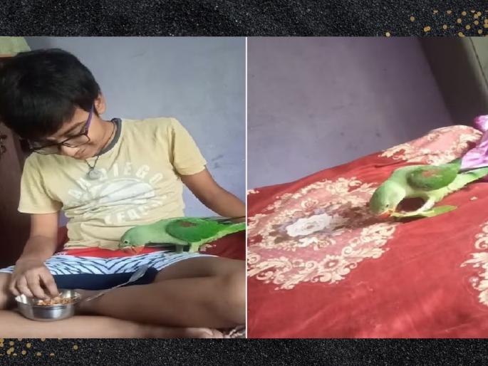 reward of five thousand rupees for finding and bringing missing parrot | "पोपट शोधून आणा आणि 5000 रुपयांचं बक्षीस मिळवा"; महिला इन्स्पेक्टरची लोकांना ऑफर reward of five thousand rupees for finding and bringing missing parrot | "पोपट शोधून आणा आणि 5000 रुपयांचं बक्षीस मिळवा"; महिला इन्स्पेक्टरची लोकांना ऑफर