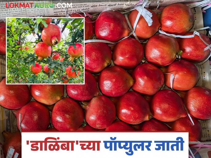 These pomegranate varieties revolutionized Maharashtra's horticulture sector; Read in detail | डाळिंबांच्या या जातींनी महाराष्ट्राच्या फलोत्पादन क्षेत्रात केली क्रांती; वाचा सविस्तर