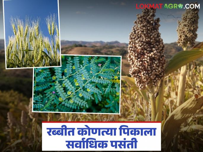 The dams are full, this year's Rabi season will be good; Which crop is the most preferred by farmers? | धरणे भरली, यंदा रब्बी हंगाम चांगली साथ देणार; कोणत्या पिकाला शेतकऱ्यांची सर्वाधिक पसंती?
