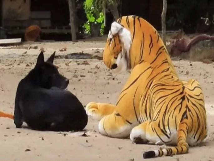 Thailand youtuber pranking animals with a stuffed tiger toy video went viral gained millions of views | पठ्ठ्यानं कुत्रासमोर ठेवला नकली वाघ; अन कुत्र्यानं दिली 'अशी' जबरदस्त रिएक्शन, पाहा व्हिडीओ Thailand youtuber pranking animals with a stuffed tiger toy video went viral gained millions of views | पठ्ठ्यानं कुत्रासमोर ठेवला नकली वाघ; अन कुत्र्यानं दिली 'अशी' जबरदस्त रिएक्शन, पाहा व्हिडीओ