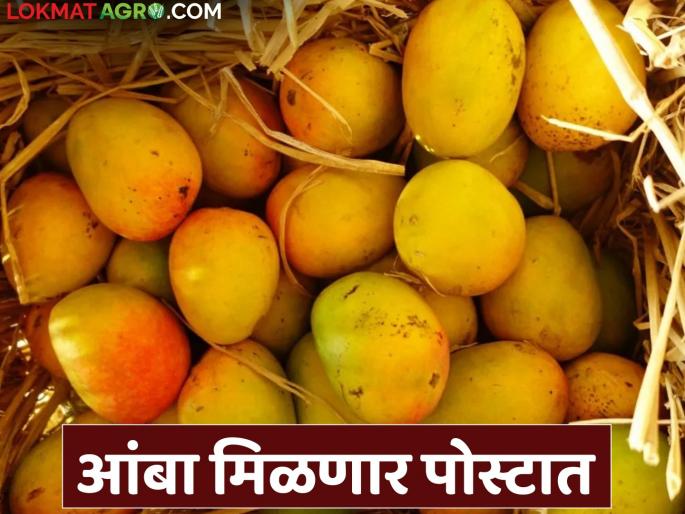 Now get genuine organic hapus mangoes direct from post office | आता थेट पोस्टातून मिळणार अस्सल सेंद्रिय हापूस आंबा Now get genuine organic hapus mangoes direct from post office | आता थेट पोस्टातून मिळणार अस्सल सेंद्रिय हापूस आंबा