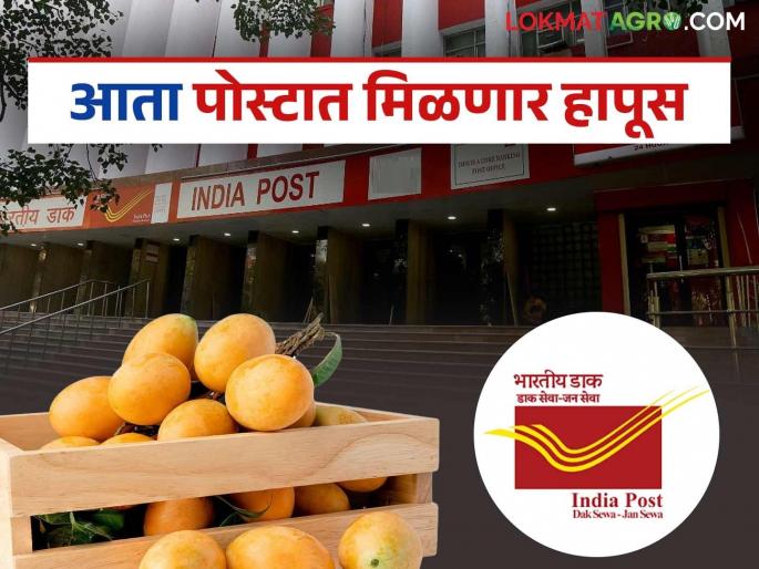 Hapus in Post : Now you will get a box of authentic organic Hapus mangoes through the post | Hapus in Post : आता पोस्टातून मिळणार अस्सल सेंद्रिय हापूस आंब्याची पेटी Hapus in Post : Now you will get a box of authentic organic Hapus mangoes through the post | Hapus in Post : आता पोस्टातून मिळणार अस्सल सेंद्रिय हापूस आंब्याची पेटी