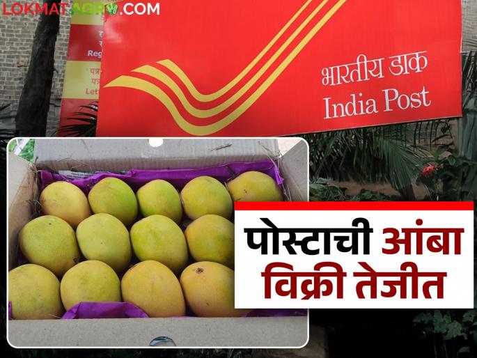 This post office in the state sold mangoes worth 4 lakhs in two days; Read in detail | राज्यातील या पोस्टाने दोन दिवसांत विकले तब्बल ४ लाखांचे आंबे; वाचा सविस्तर