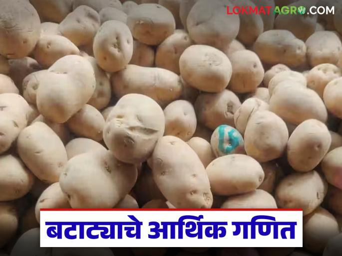 latest news Potato Cultivation: Fall in potato prices; Farmers suffer losses on half an acre of cultivation | Potato Cultivation : बटाट्याच्या भावात घसरण; अर्धा एकर लागवडीवर शेतकऱ्याला तोटा latest news Potato Cultivation: Fall in potato prices; Farmers suffer losses on half an acre of cultivation | Potato Cultivation : बटाट्याच्या भावात घसरण; अर्धा एकर लागवडीवर शेतकऱ्याला तोटा