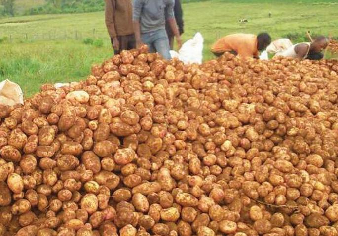 100 crore loss of potato in the state! | राज्यात बटाट्याचे १०० कोटींचे नुकसान! 100 crore loss of potato in the state! | राज्यात बटाट्याचे १०० कोटींचे नुकसान!