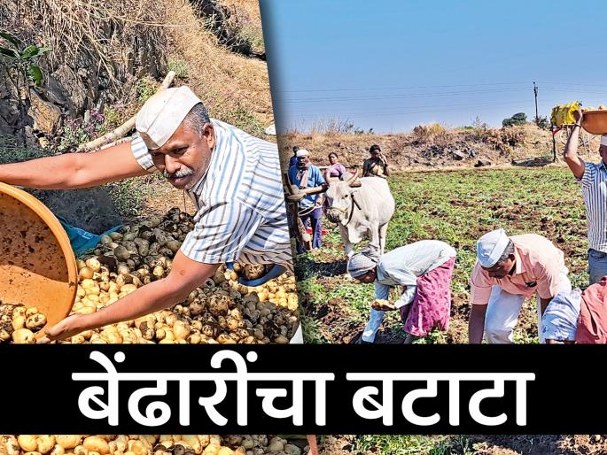 Dreams of integrated agriculture flourished through various intercropping on the barren Malran | ओसाड माळरानावर विविध आंतरपिकातून फुलवली एकात्मिक शेतीची स्वप्ने Dreams of integrated agriculture flourished through various intercropping on the barren Malran | ओसाड माळरानावर विविध आंतरपिकातून फुलवली एकात्मिक शेतीची स्वप्ने