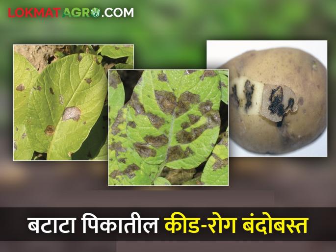 How to do integrated management of pests and diseases in potato crop? | बटाटा पिकातील कीड व रोगांचे एकात्मिक व्यवस्थापन कसे कराल? How to do integrated management of pests and diseases in potato crop? | बटाटा पिकातील कीड व रोगांचे एकात्मिक व्यवस्थापन कसे कराल?