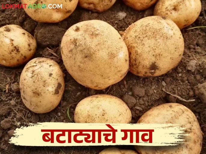Potato Farming: Potato cultivation on 400 acres in Takli Rajera this year | Potato Farming : यंदा टाकळी राजेरायमध्ये ४०० एकर क्षेत्रावर बटाट्याची लागवड Potato Farming: Potato cultivation on 400 acres in Takli Rajera this year | Potato Farming : यंदा टाकळी राजेरायमध्ये ४०० एकर क्षेत्रावर बटाट्याची लागवड