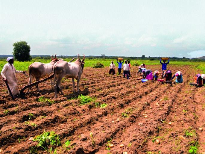 Potato extract | बटाटा काढणीस आला वेग...